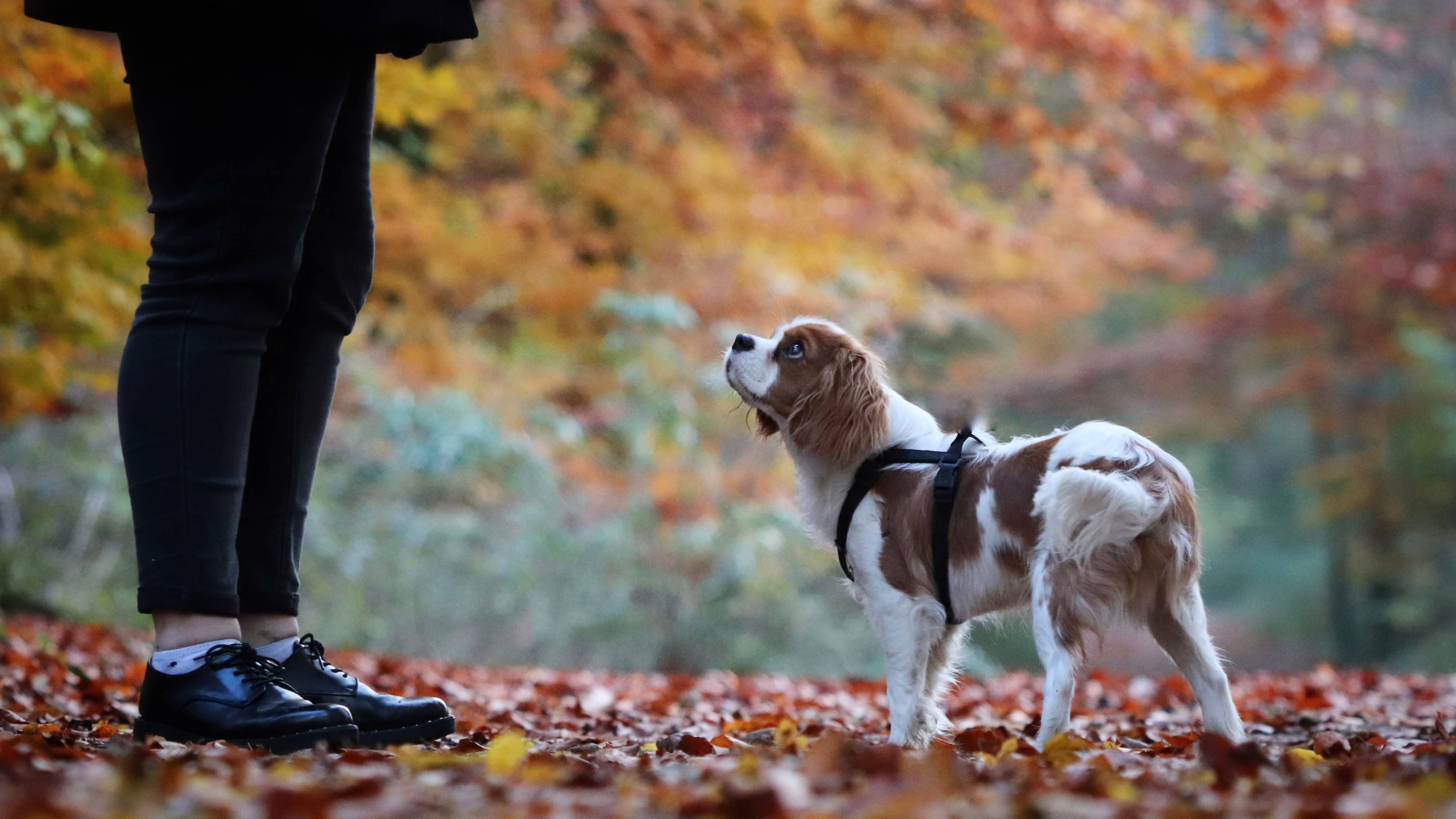 Cours d'éducation canin