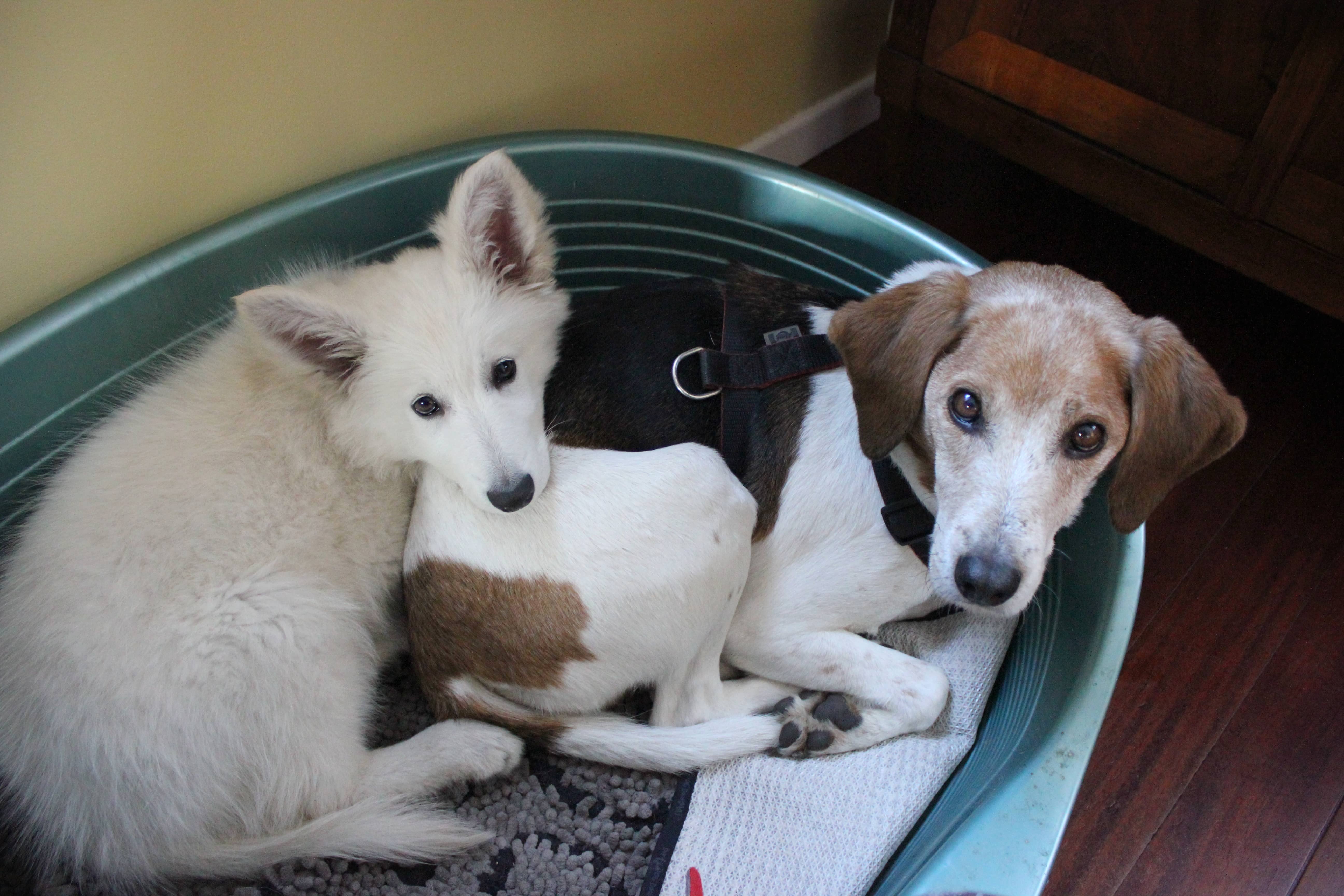 Forfait cours éducateur canin